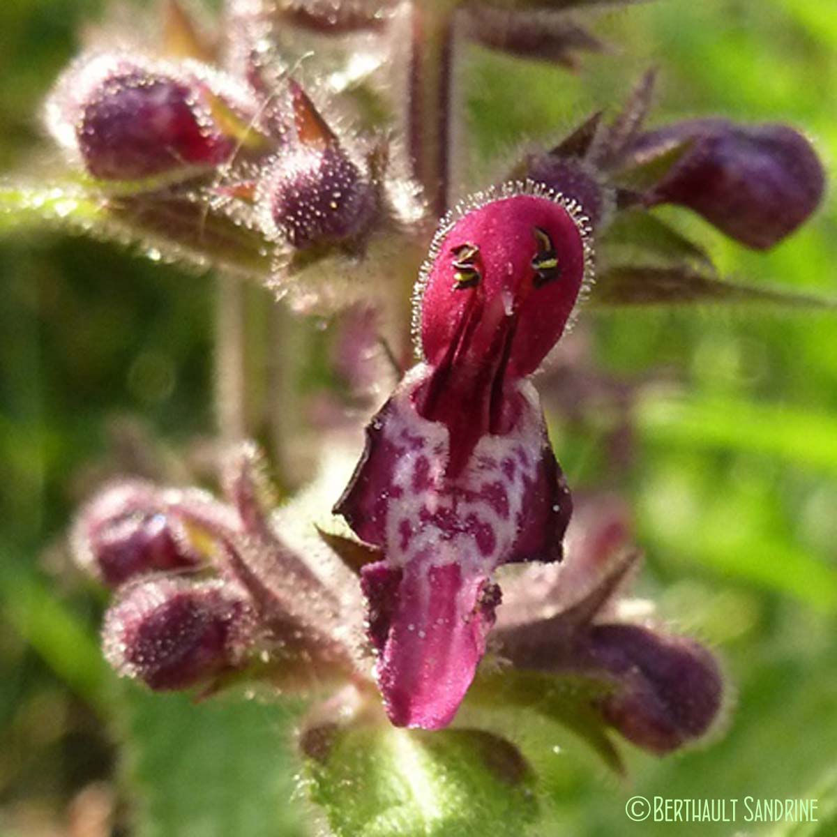 Épiaire des bois - Stachys sylvatica