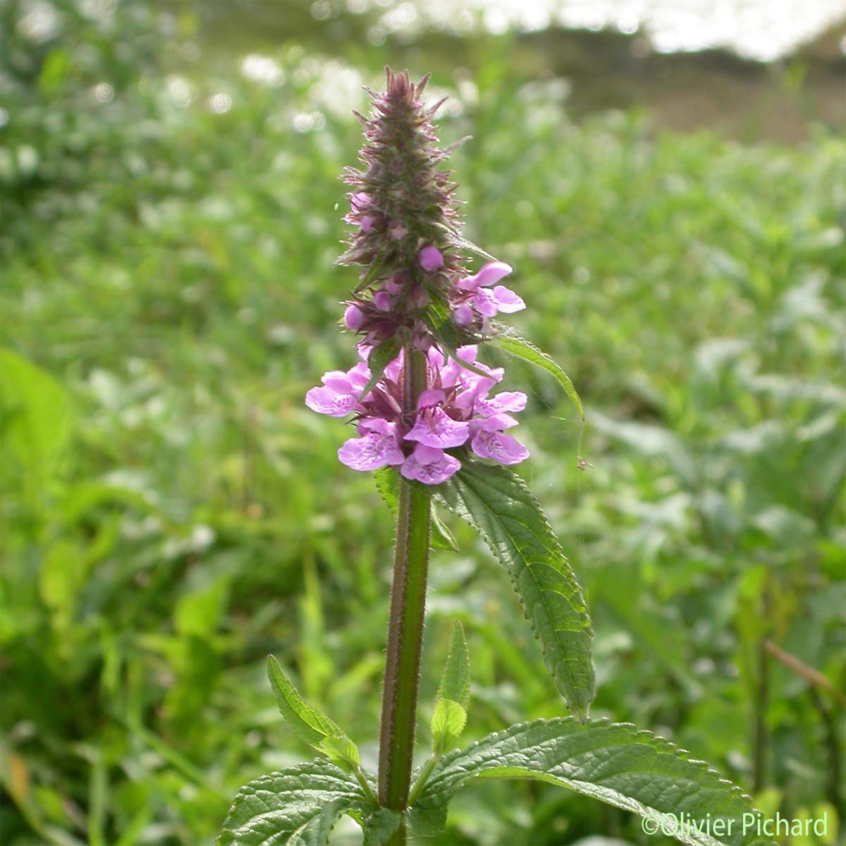 Épiaire des marais - Stachys palustris