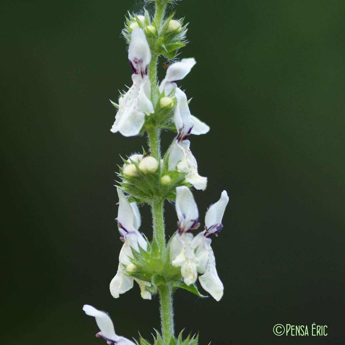 Épiaire droite - Stachys recta subsp. recta