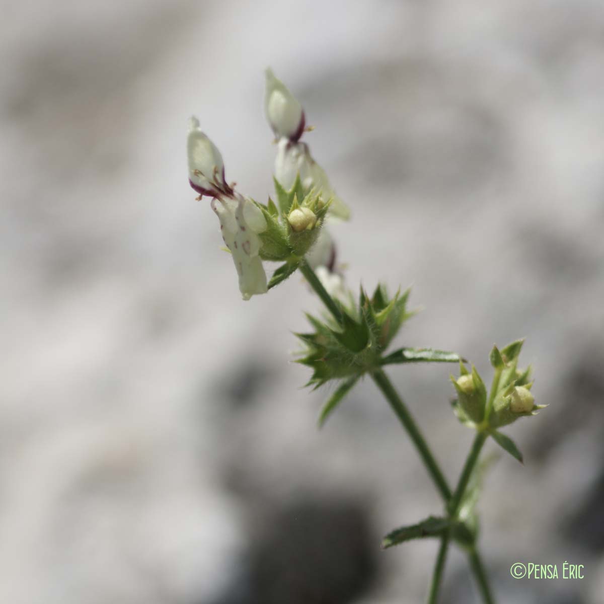 Épiaire droite - Stachys recta subsp. recta