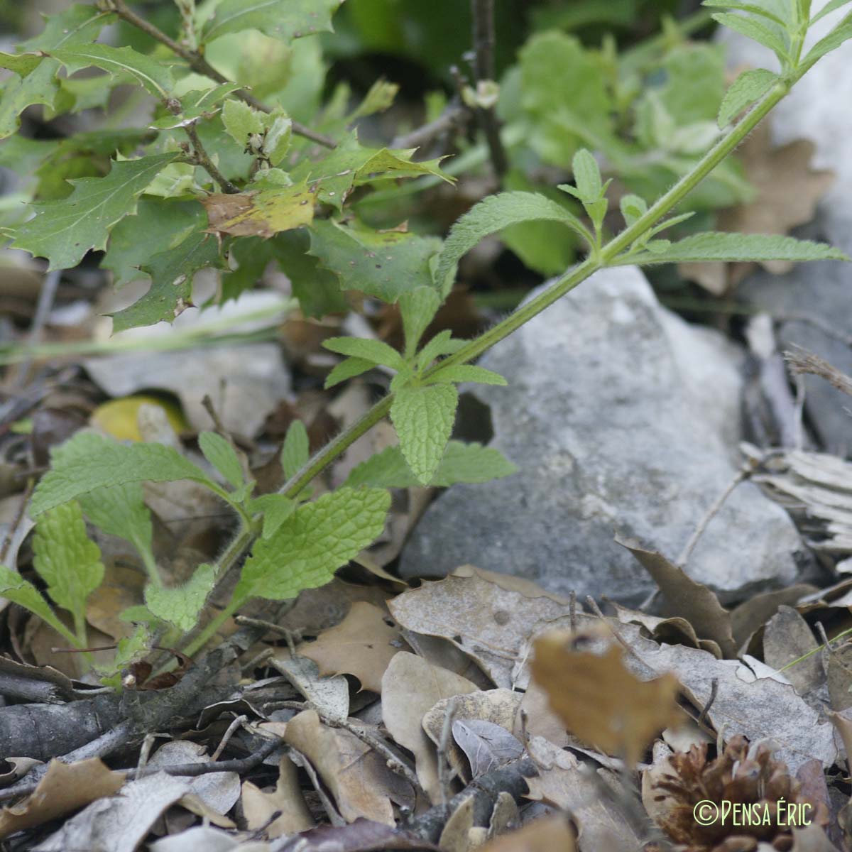 Épiaire droite - Stachys recta subsp. recta