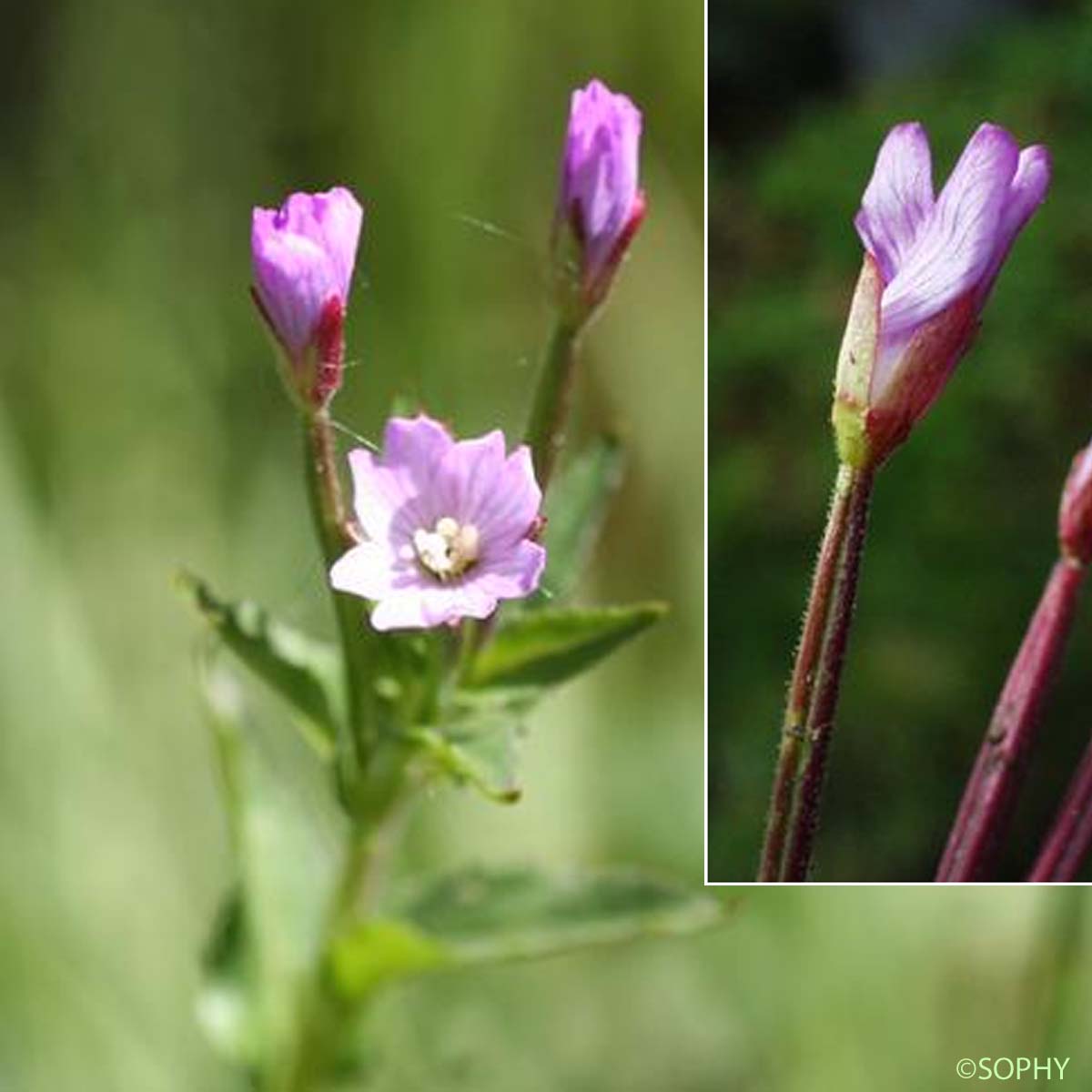 Épilobe à feuilles d'Alsine - Epilobium alsinifolium