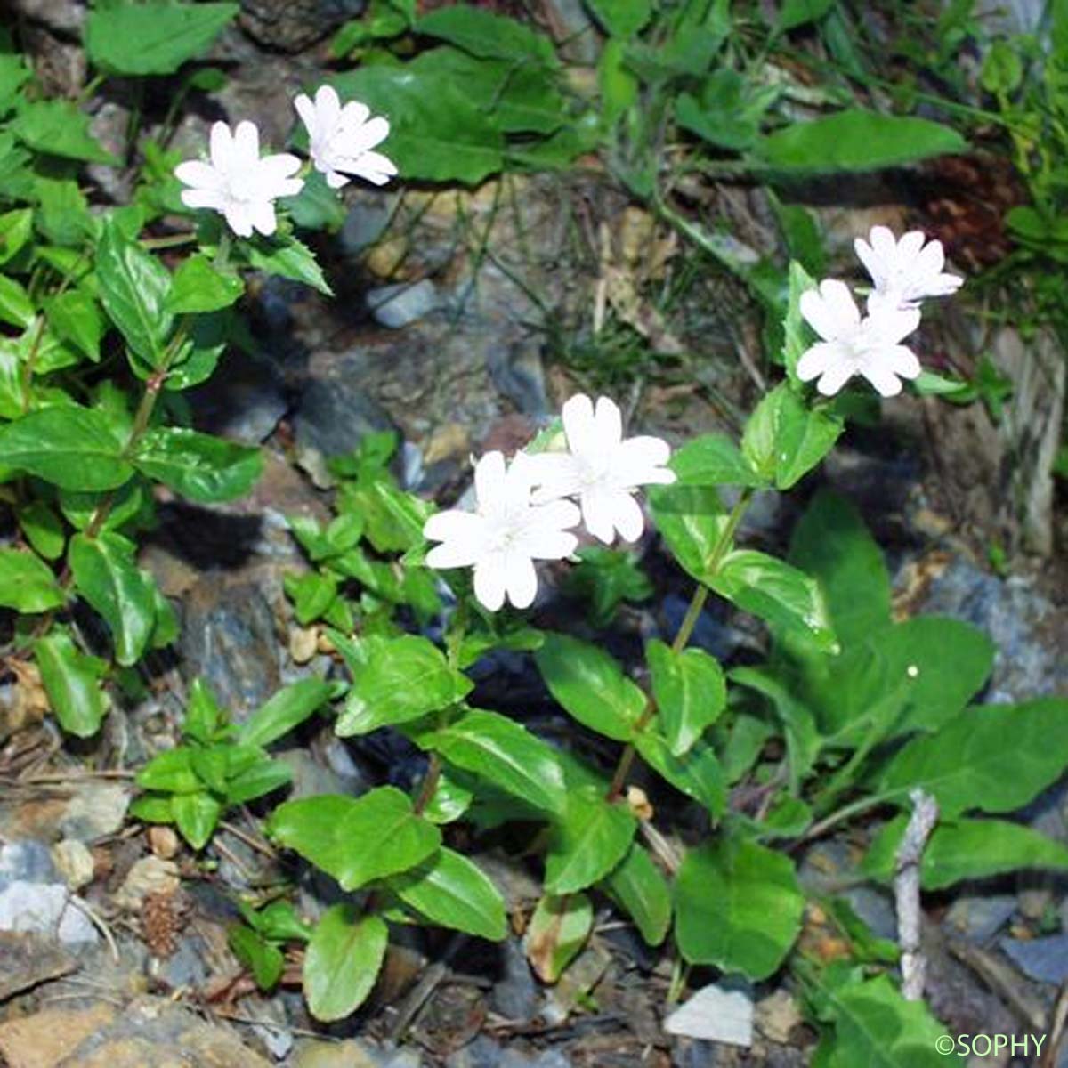 Épilobe à feuilles d'Alsine - Epilobium alsinifolium