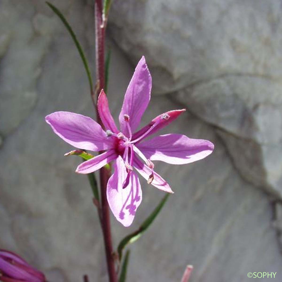 Épilobe à feuilles de Romarin - Epilobium dodonaei subsp. dodonaei