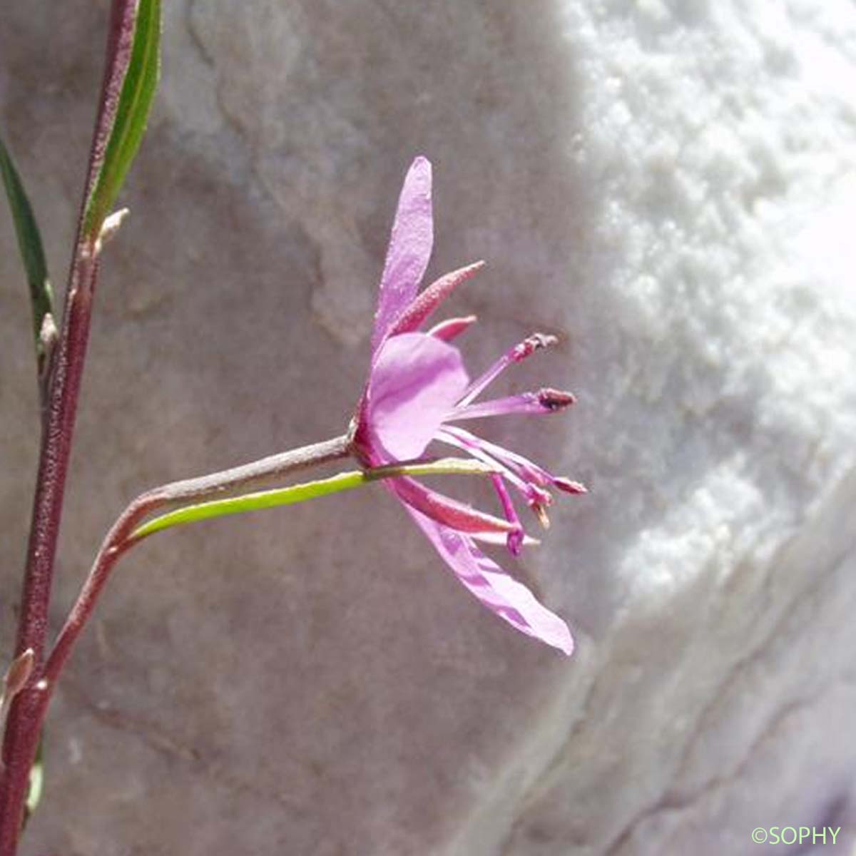 Épilobe à feuilles de Romarin - Epilobium dodonaei subsp. dodonaei