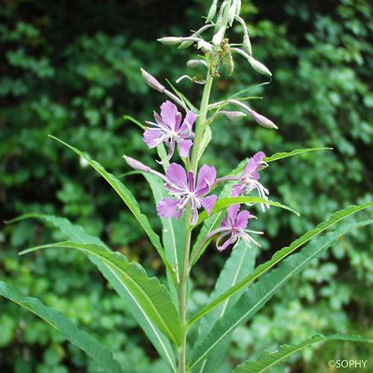 Épilobe à feuilles étroites - Epilobium angustifolium subsp. angustifolium