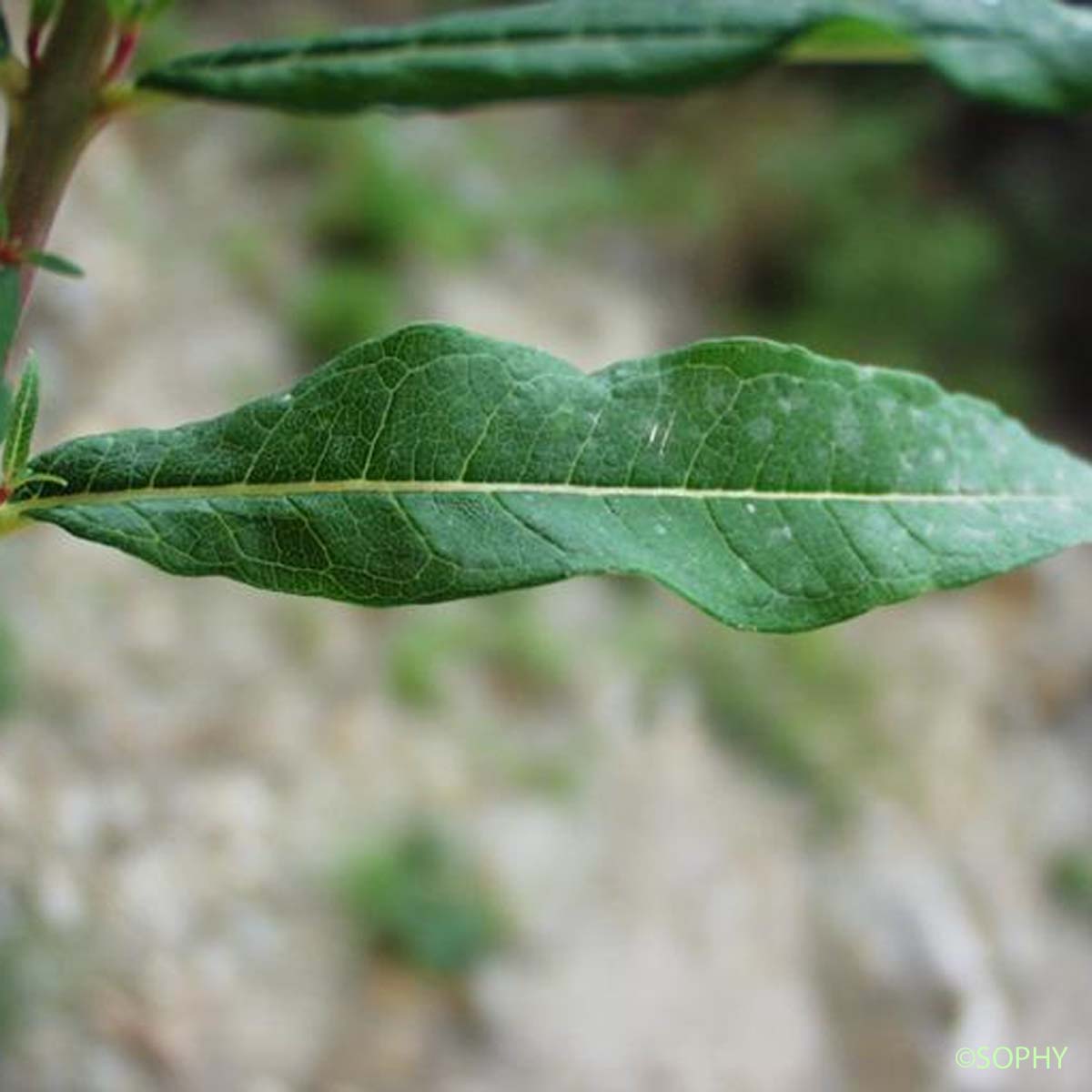 Épilobe à feuilles étroites - Chamaenerion angustifolium subsp. angustifolium