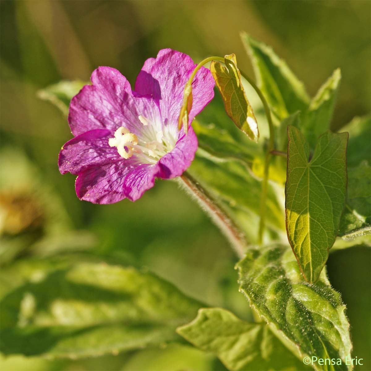 Épilobe à grandes fleurs - Epilobium hirsutum