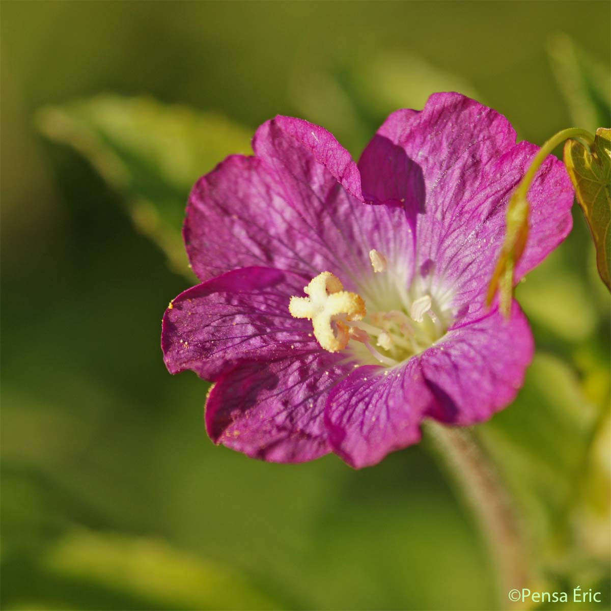 Épilobe à grandes fleurs - Epilobium hirsutum