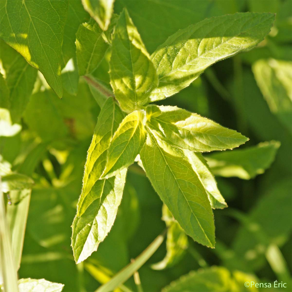 Épilobe à grandes fleurs - Epilobium hirsutum