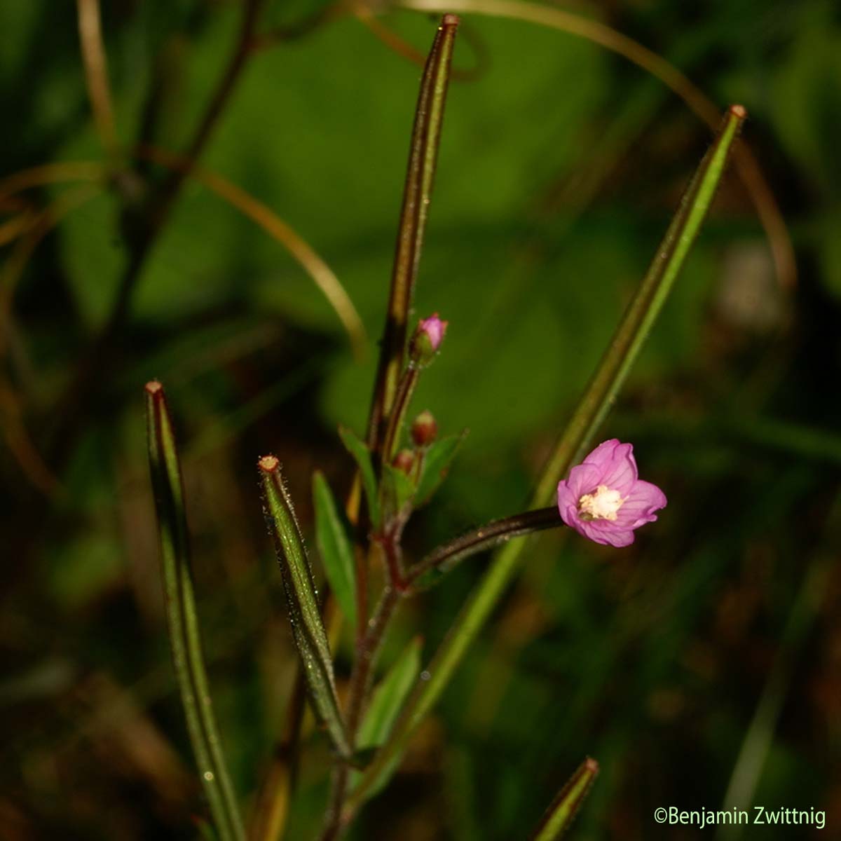 Épilobe à petites fleurs - Epilobium parviflorum