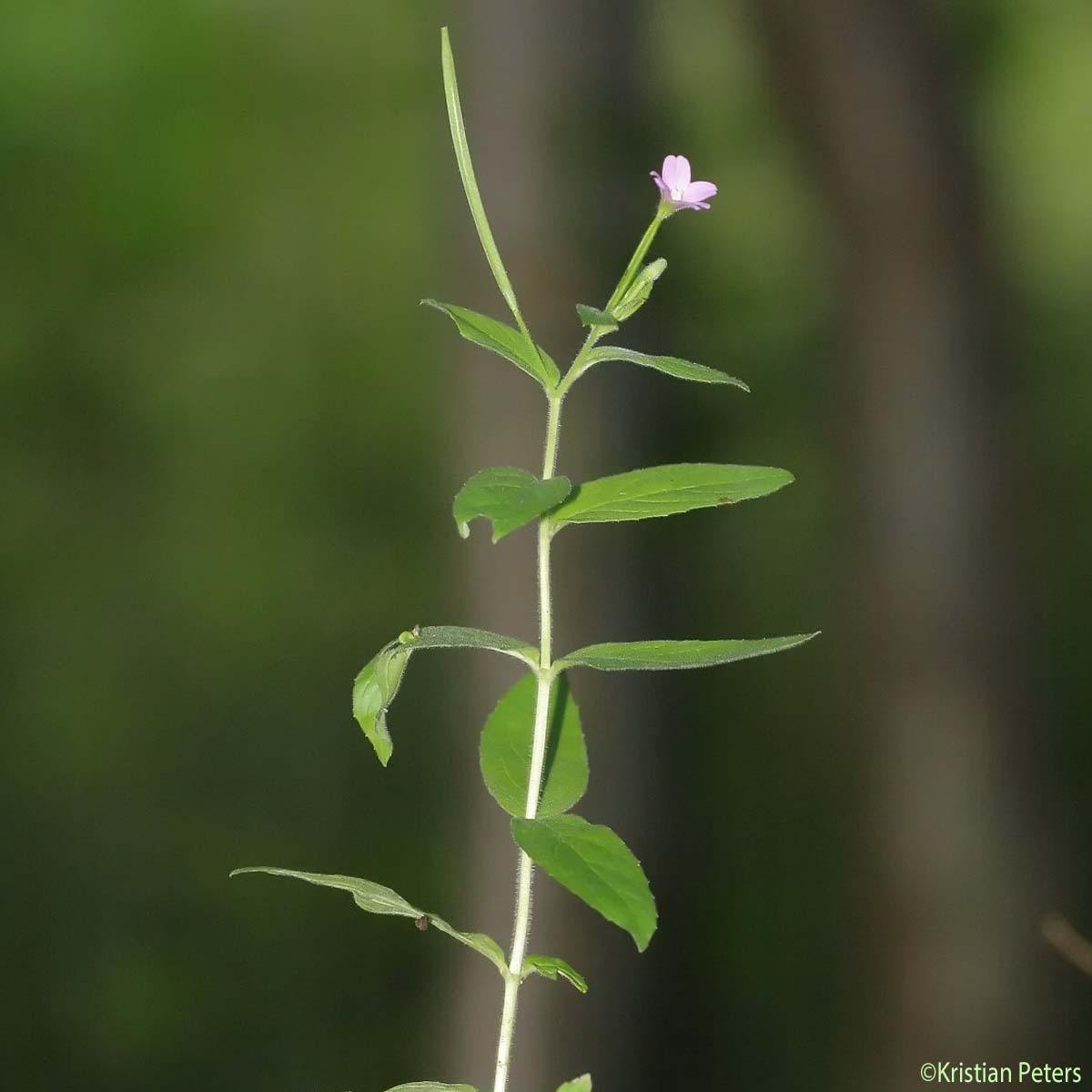 Épilobe à petites fleurs - Epilobium parviflorum