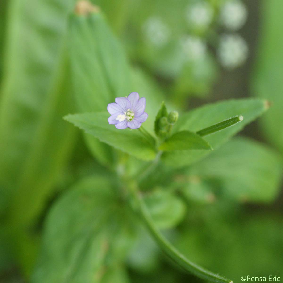 Épilobe à tige glanduleuse - Epilobium ciliatum