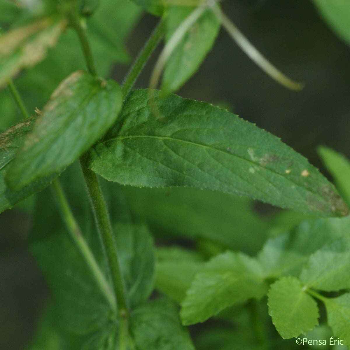 Épilobe à tige glanduleuse - Epilobium ciliatum