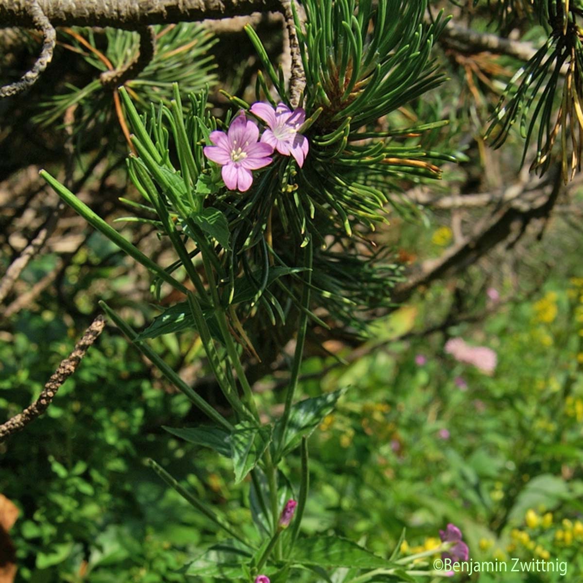 Épilobe des Alpes - Epilobium alpestre