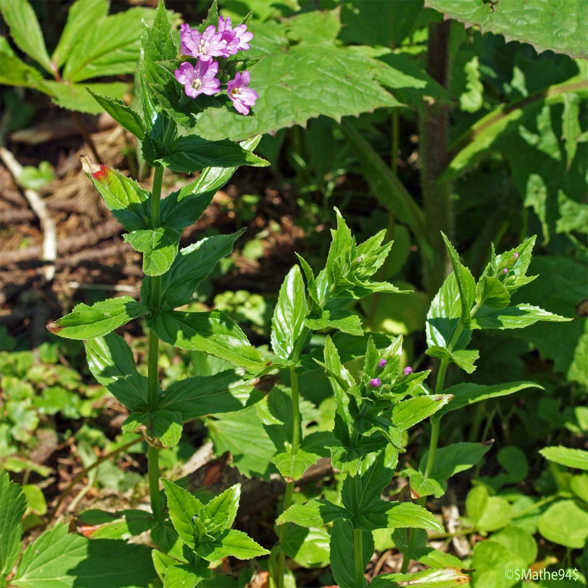 Épilobe des Alpes - Epilobium alpestre