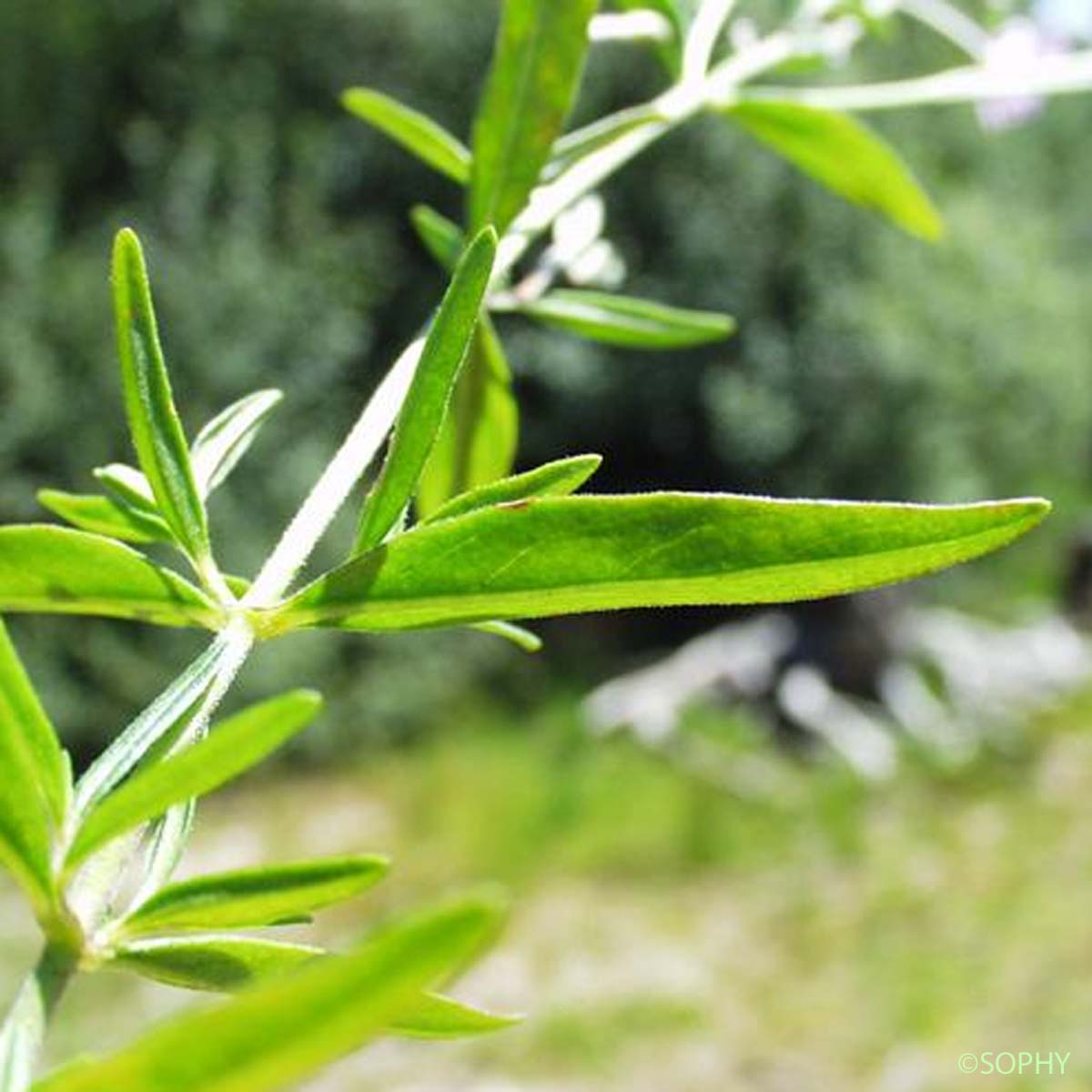 Épilobe des marais - Epilobium palustre