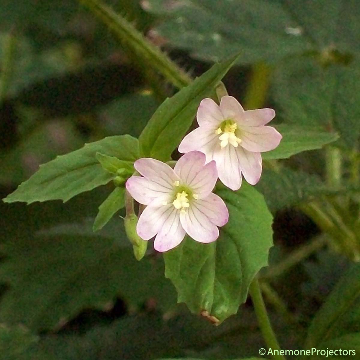 Épilobe des montagnes - Epilobium montanum