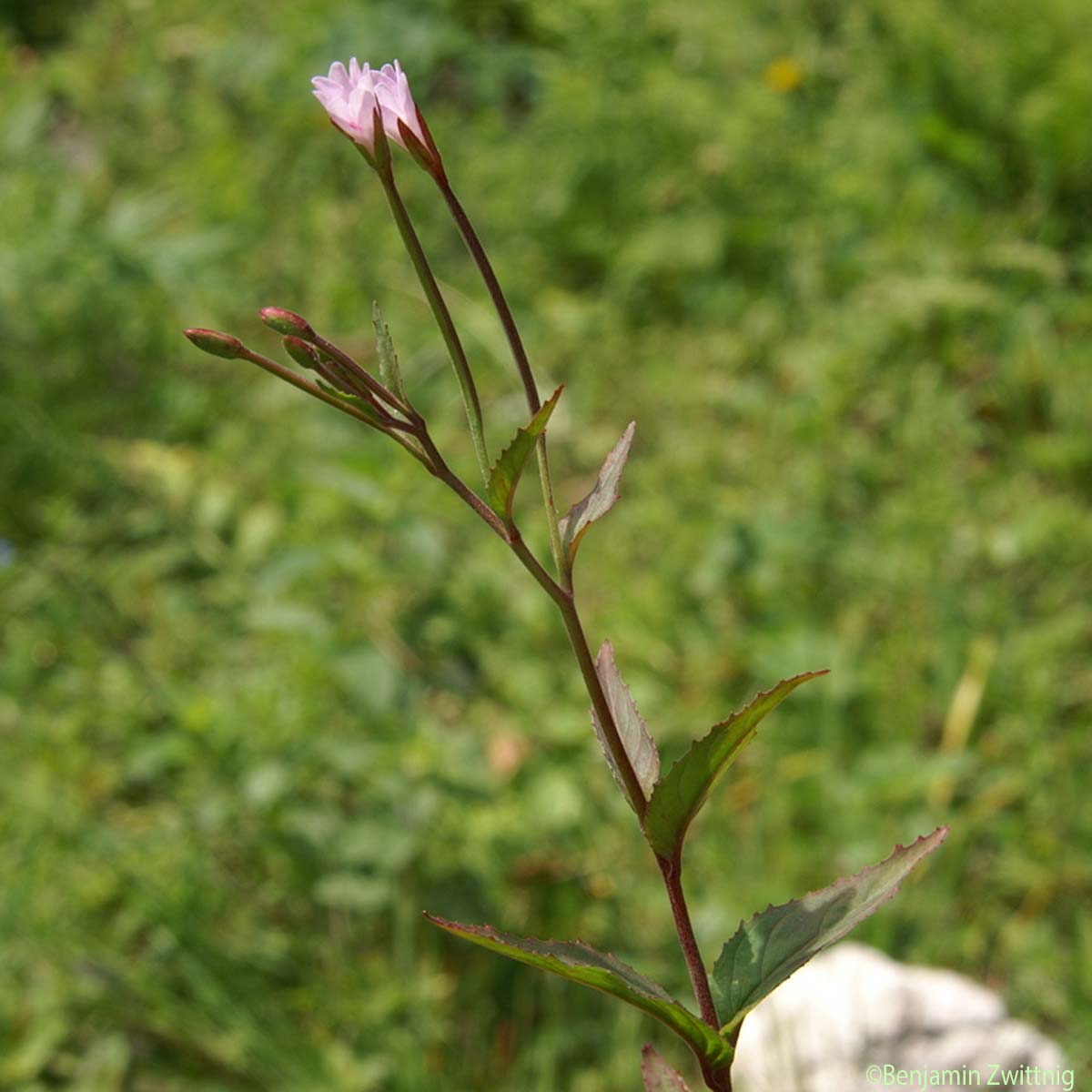 Épilobe des montagnes - Epilobium montanum