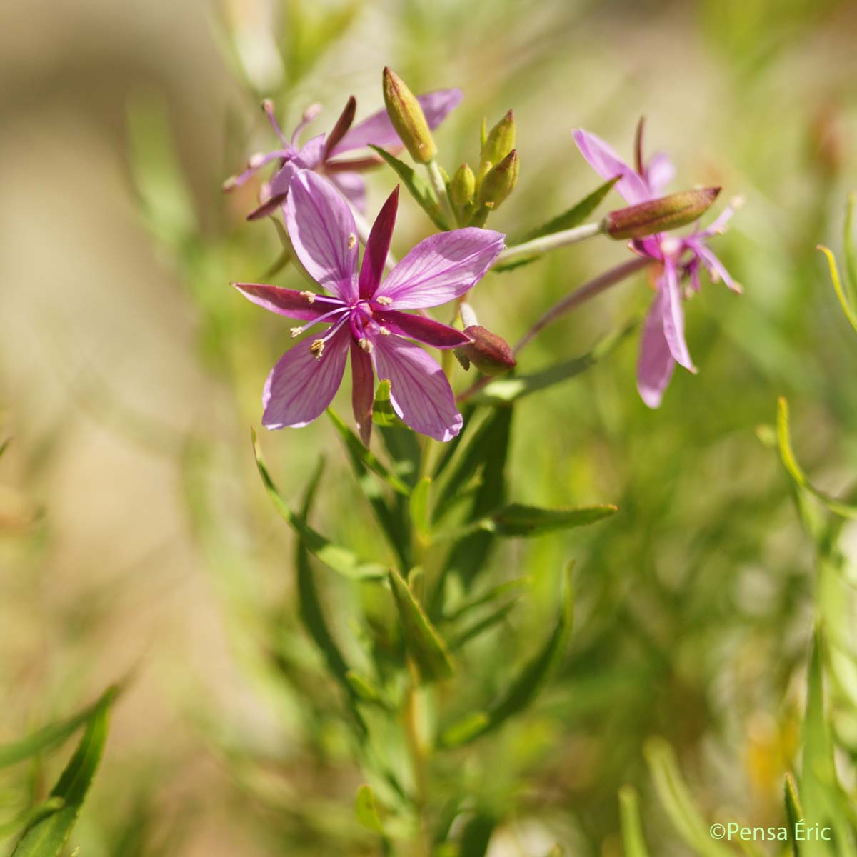 Épilobe des moraines - Epilobium dodonaei subsp. fleisheri