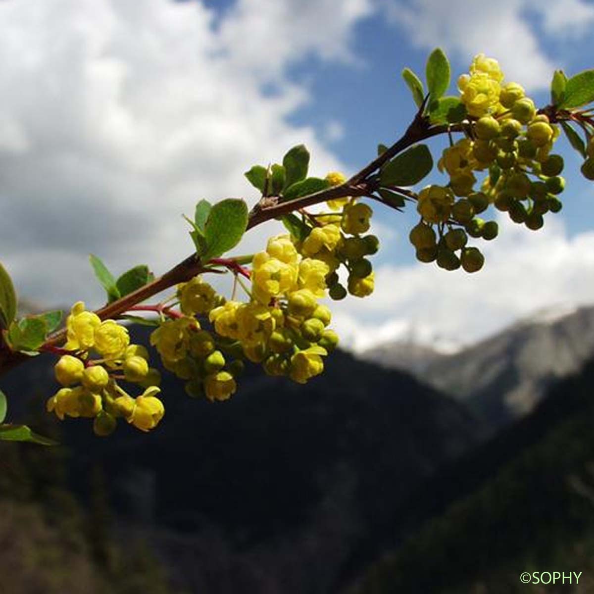 Épine-vinette - Berberis vulgaris