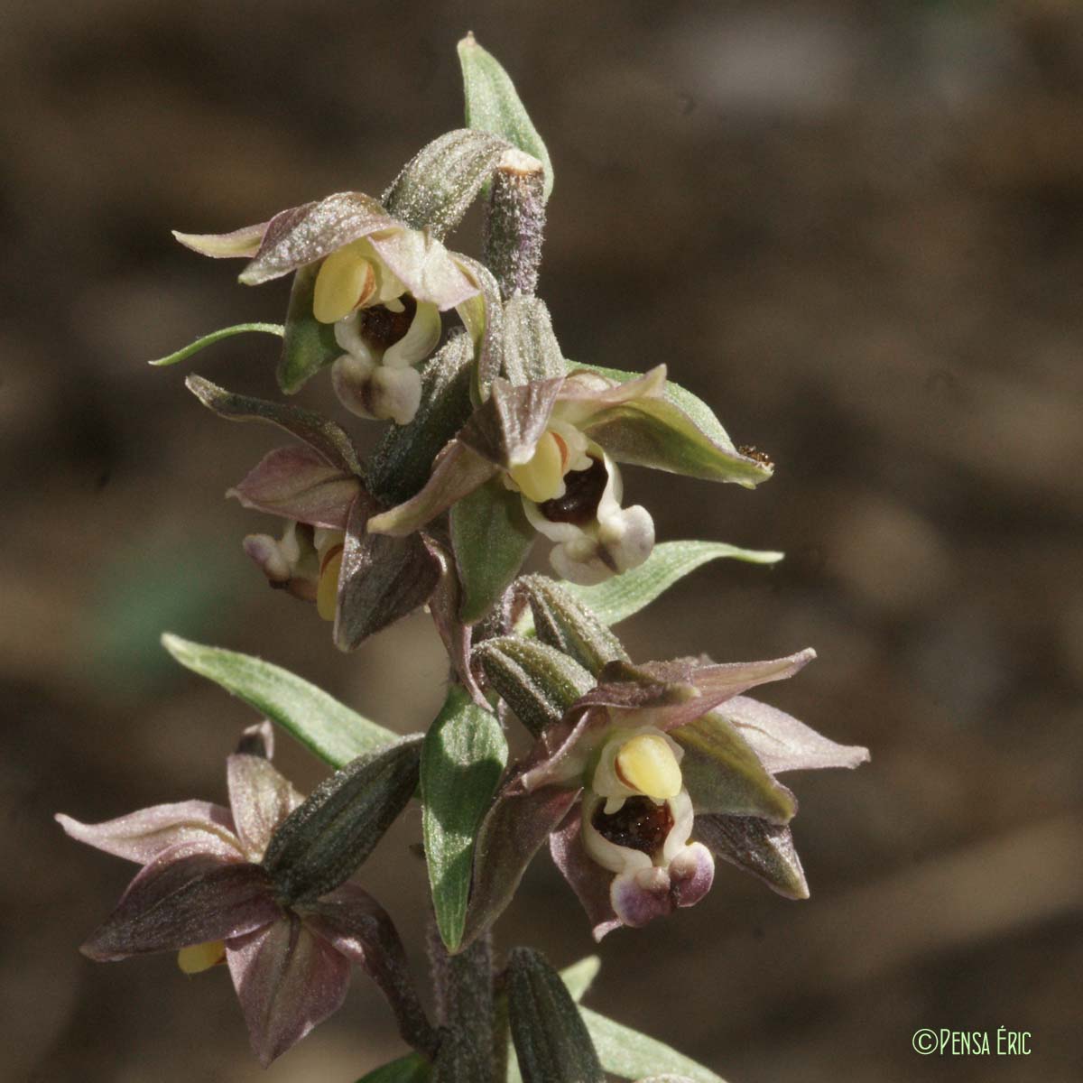 Épipactis à larges feuilles - Epipactis helleborine subsp. helleborine