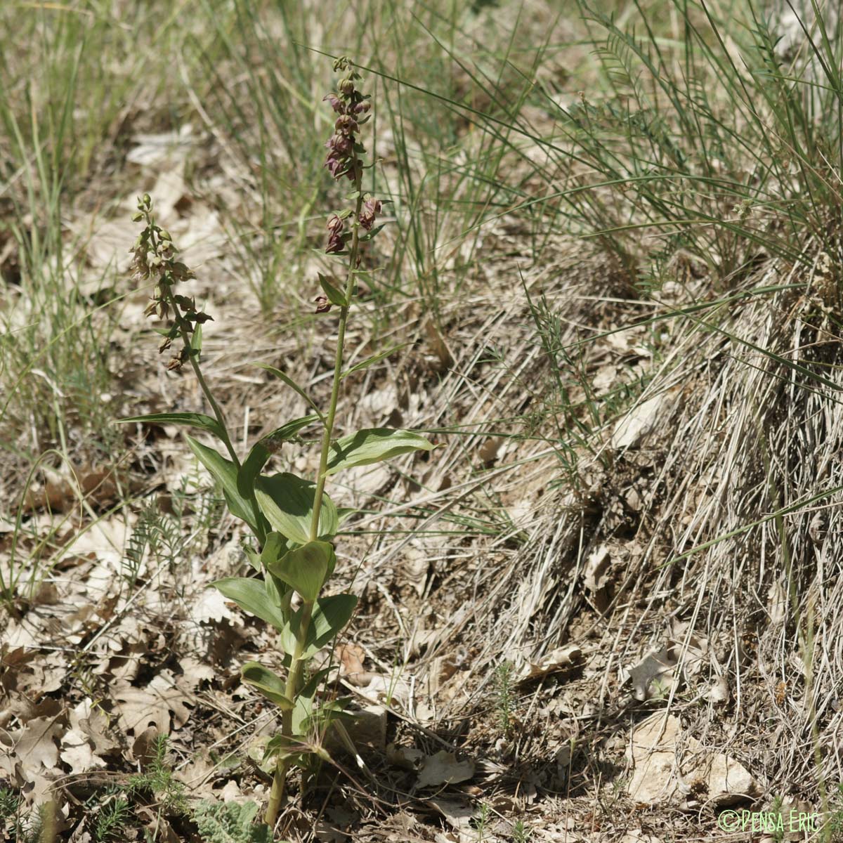 Épipactis à larges feuilles - Epipactis helleborine subsp. helleborine