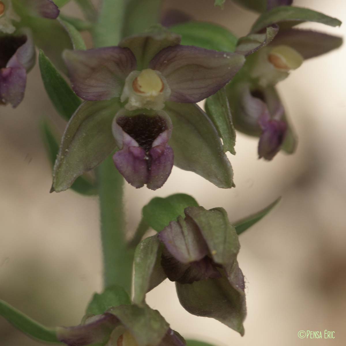 Épipactis à larges feuilles - Epipactis helleborine subsp. helleborine