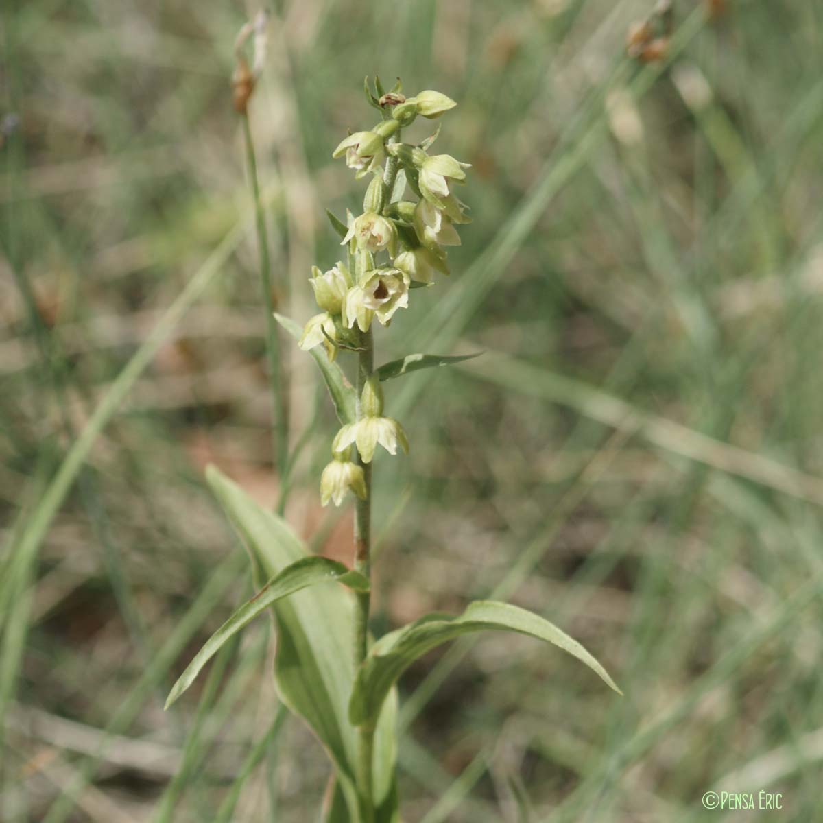 Épipactis de Müller - Epipactis muelleri