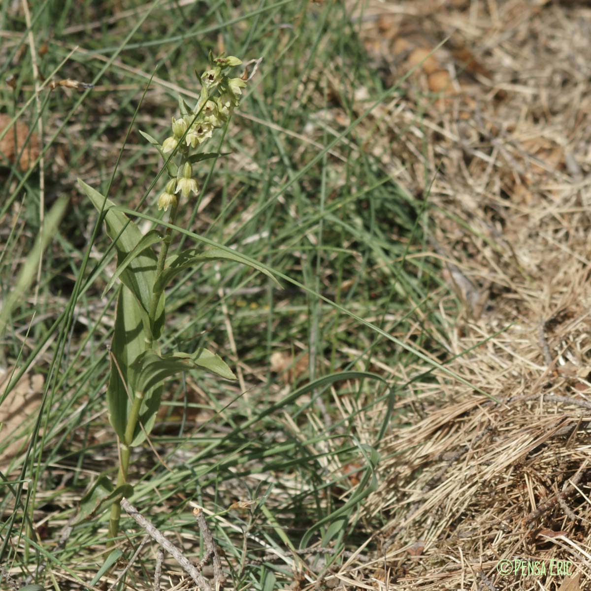 Épipactis de Müller - Epipactis muelleri