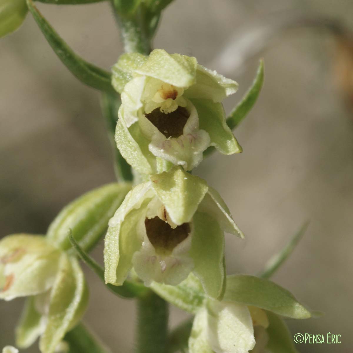 Épipactis de Müller - Epipactis muelleri