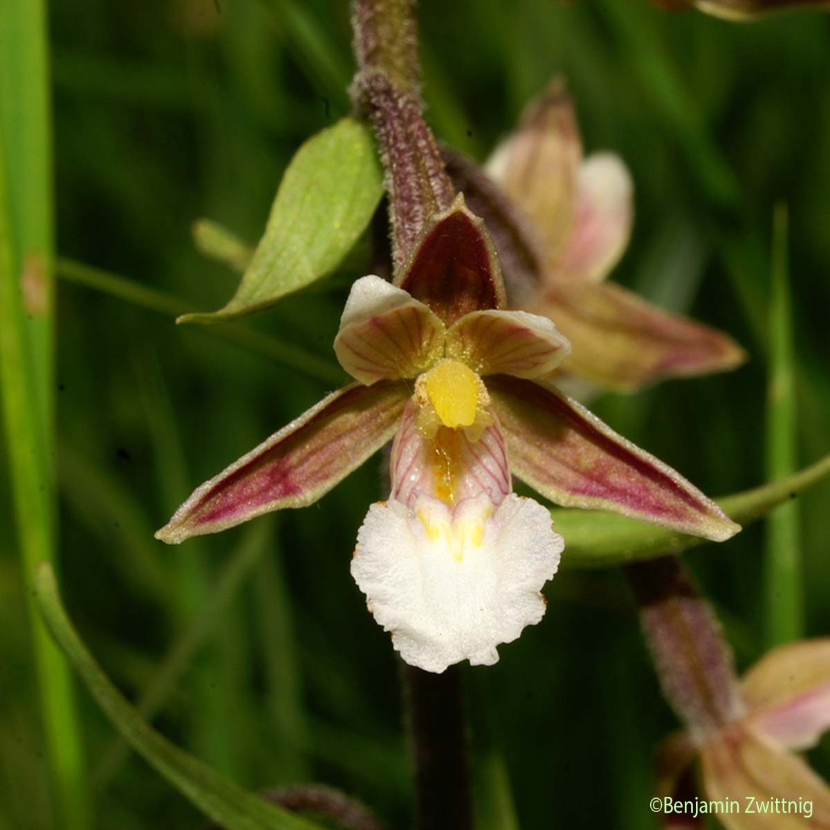 Épipactis des marais - Epipactis palustris