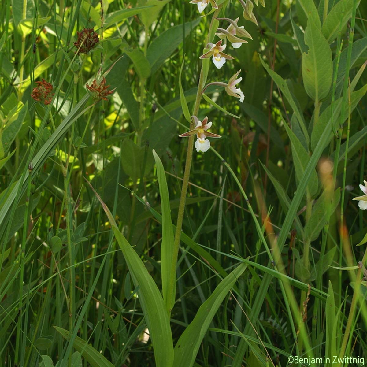 Épipactis des marais - Epipactis palustris