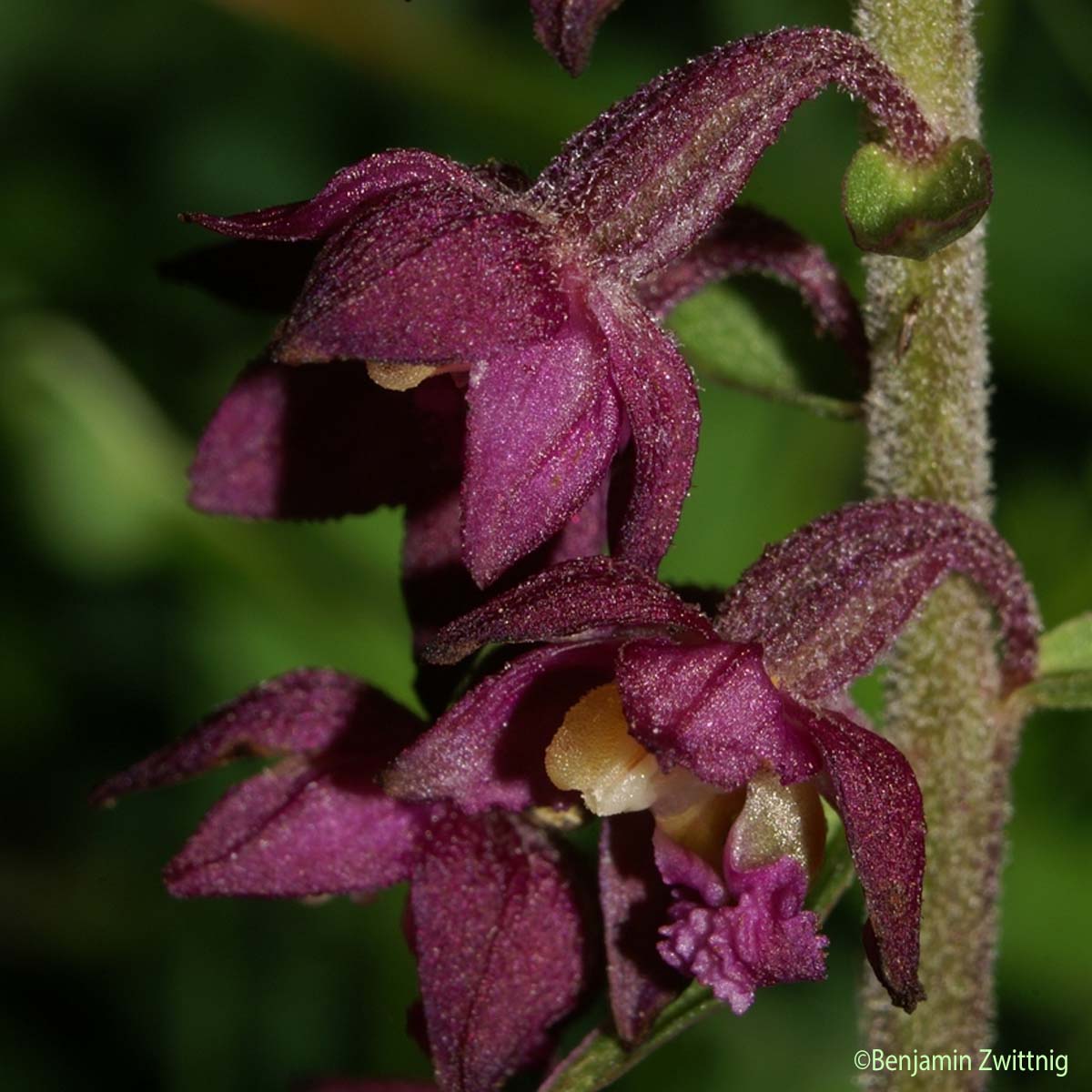 Épipactis rouge sombre - Epipactis atrorubens