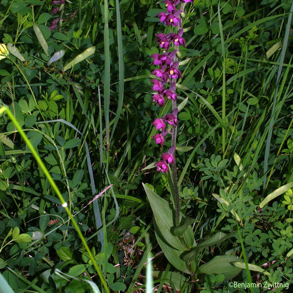 Épipactis rouge sombre - Epipactis atrorubens