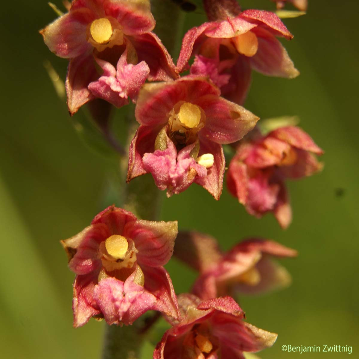Épipactis rouge sombre - Epipactis atrorubens