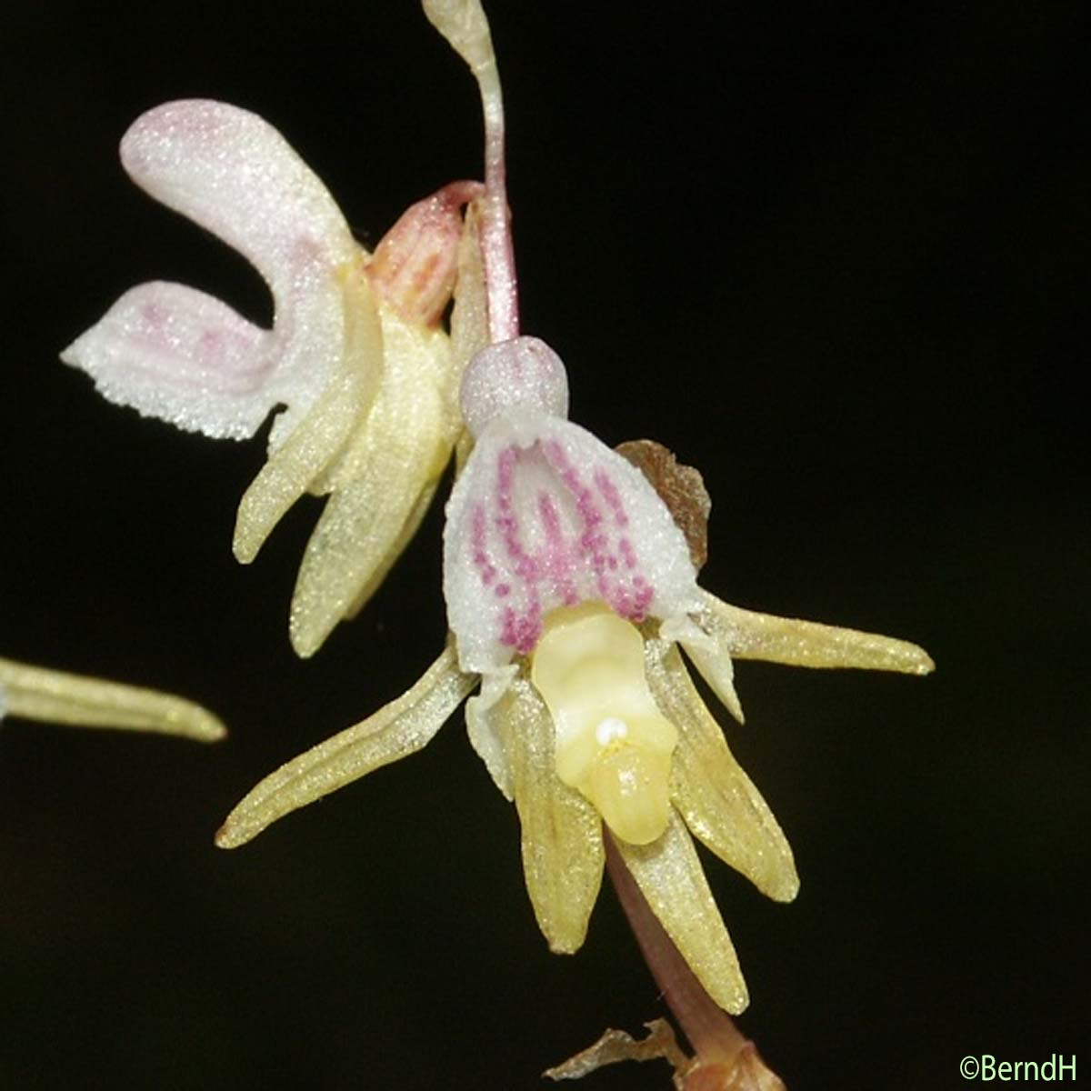 Épipogon sans feuilles - Epipogium aphyllum