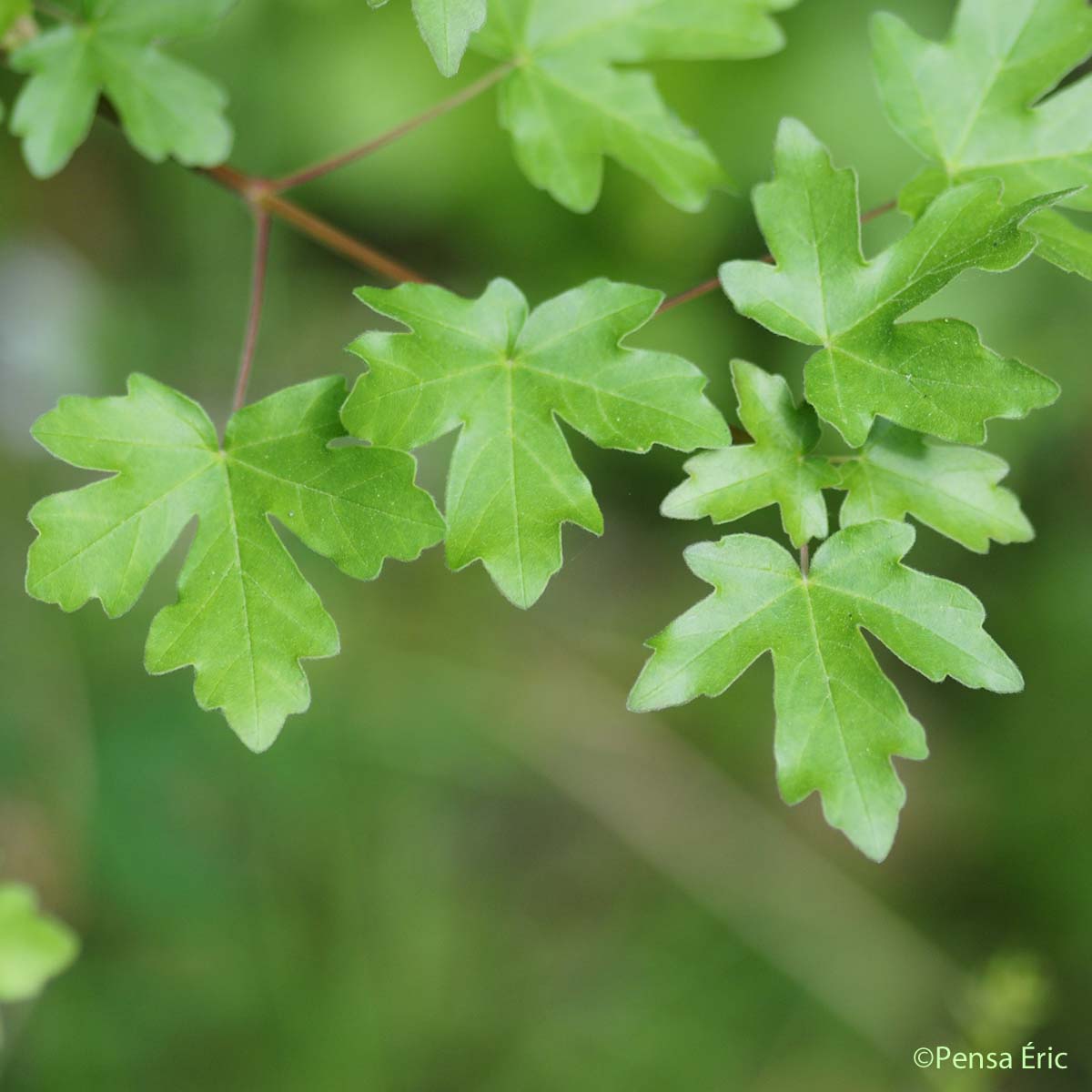 Érable champêtre - Acer campestre