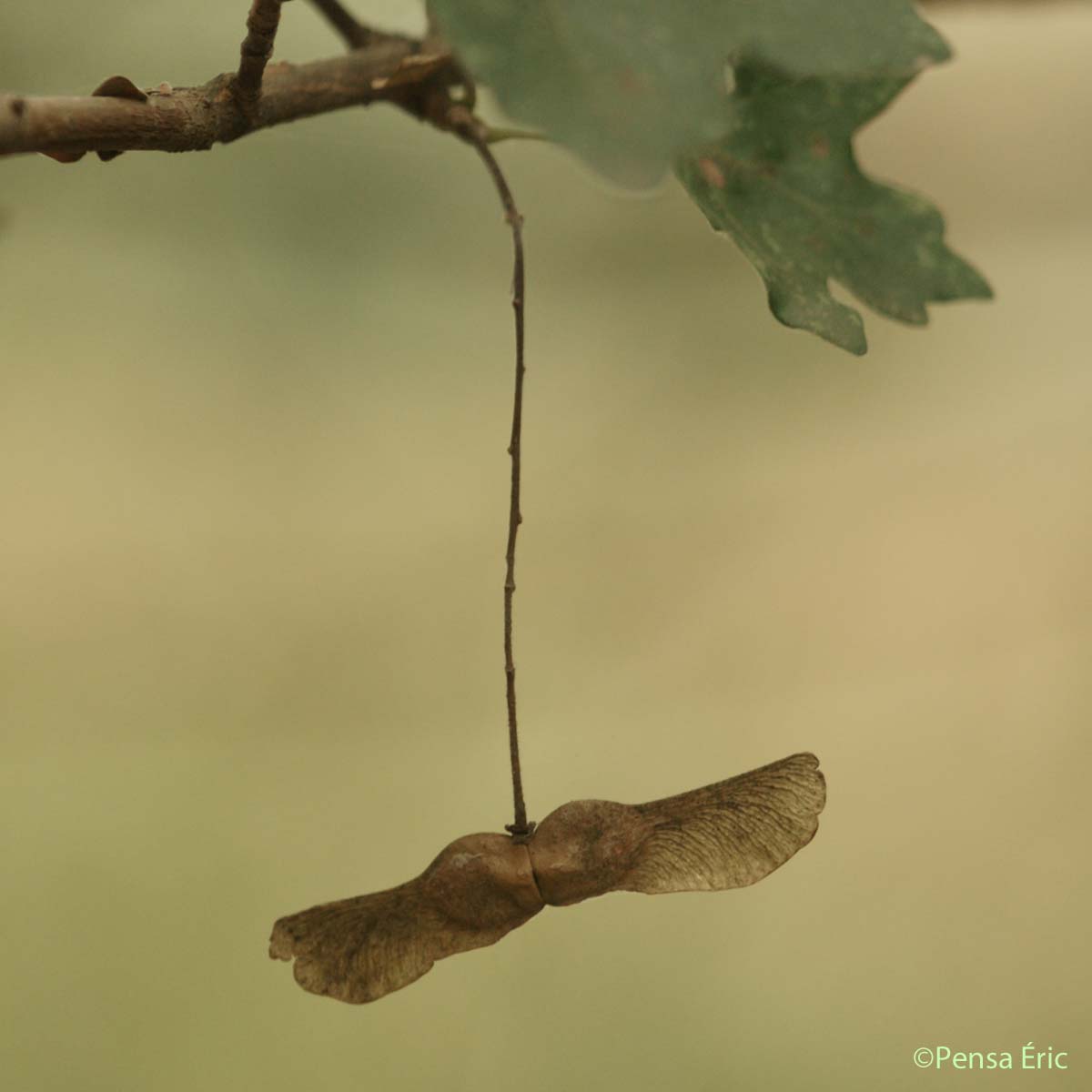 Érable champêtre - Acer campestre