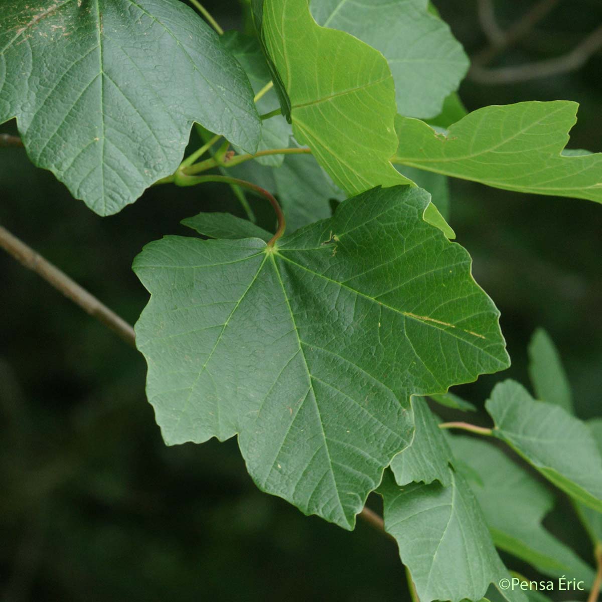 Érable d'Italie - Acer opalus subsp. opalus