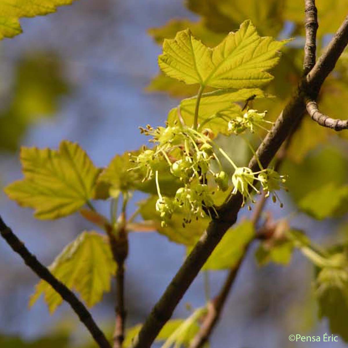 Érable d'Italie - Acer opalus subsp. opalus