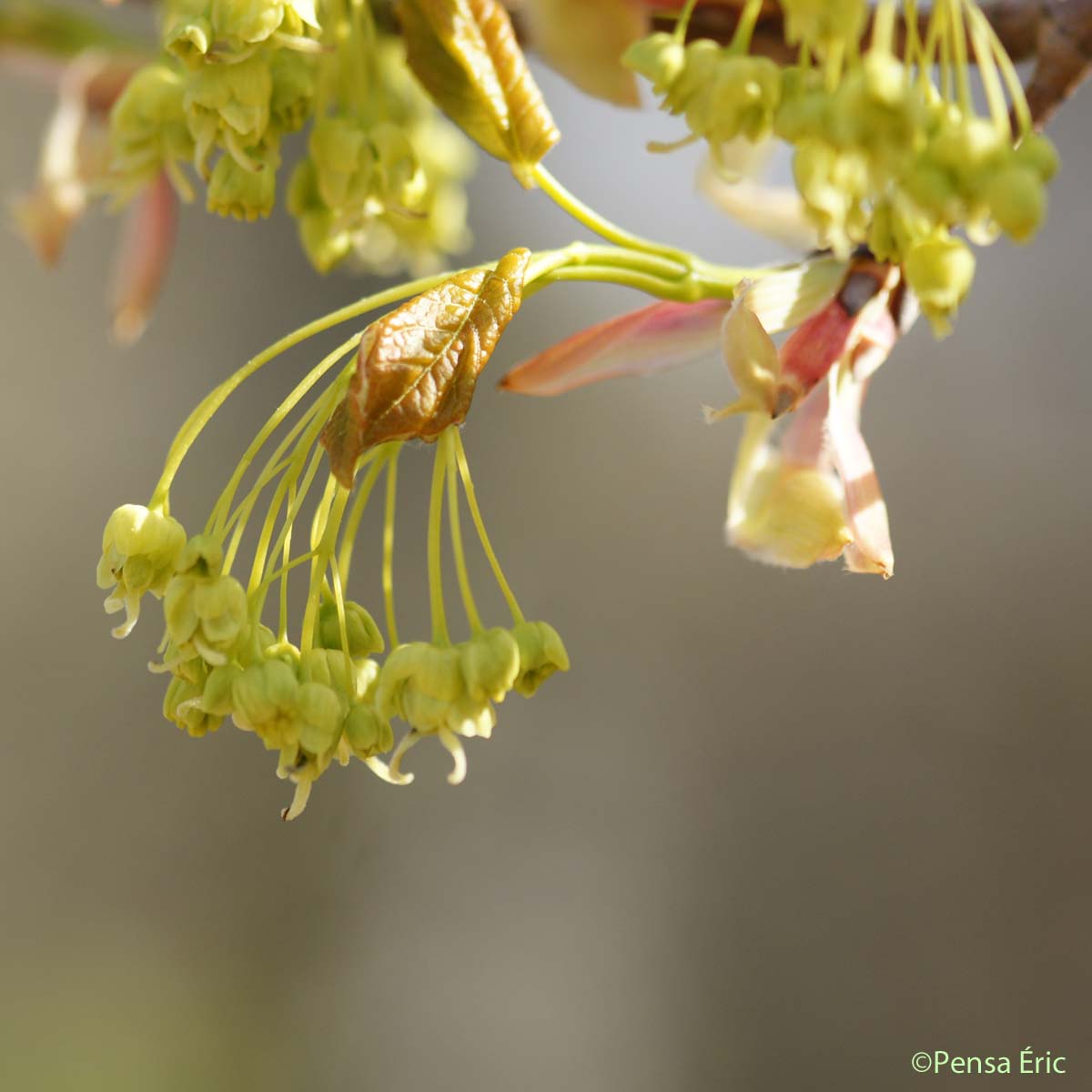 Érable de Montpellier - Acer monspessulanum