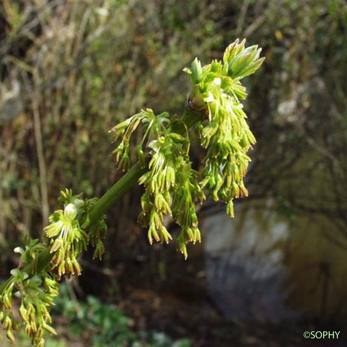 Érable Négundo - Acer negundo