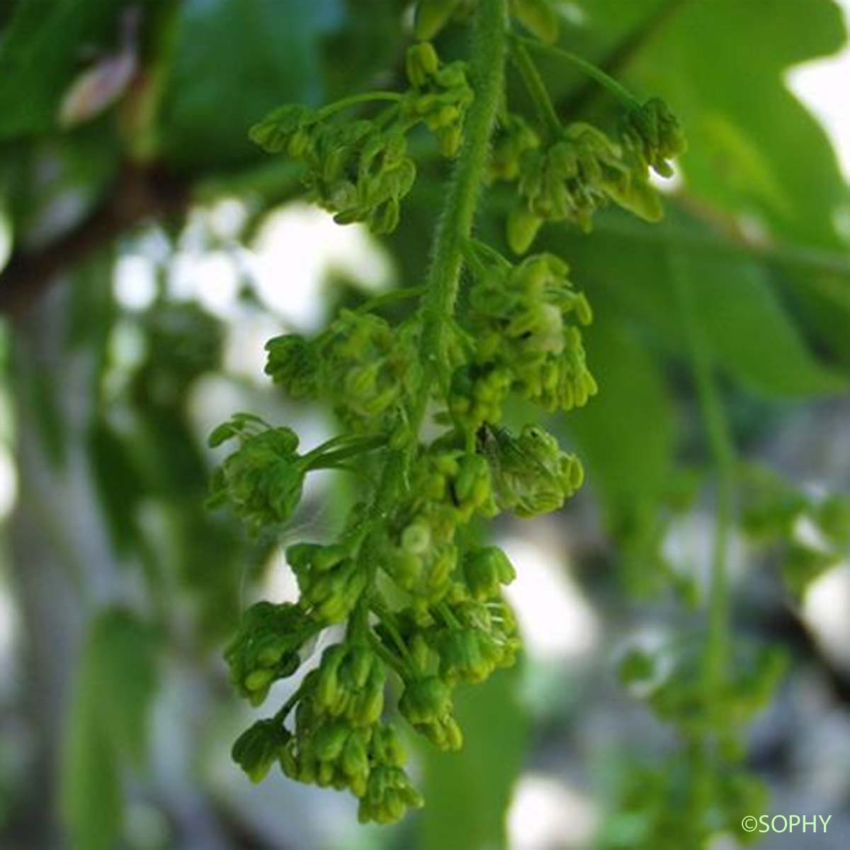 Érable plane - Acer platanoides