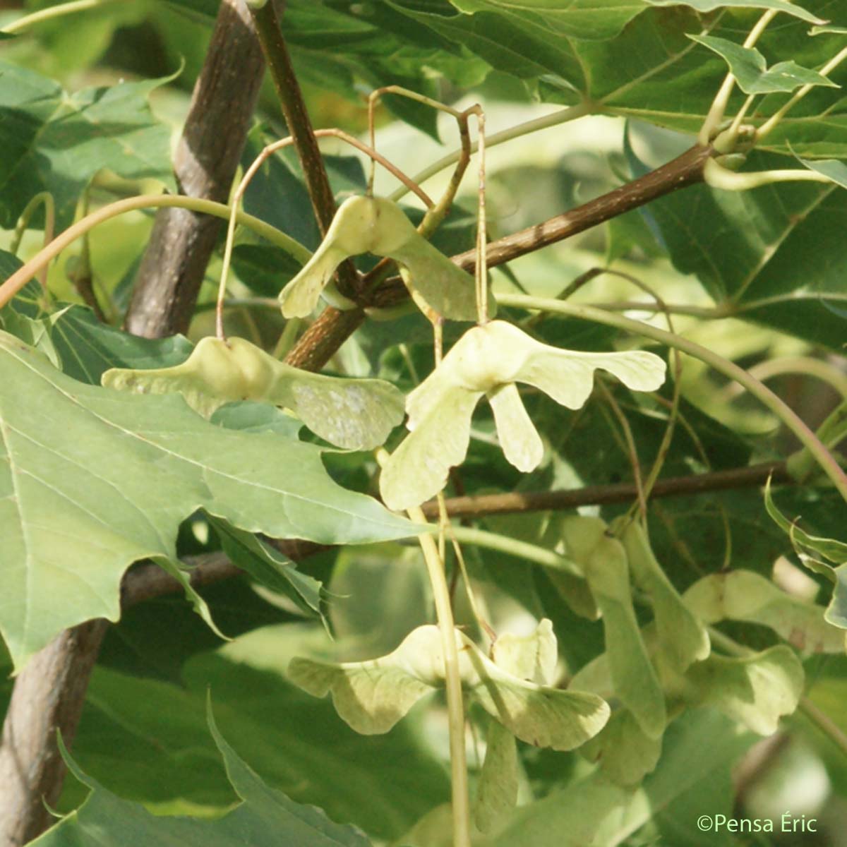 Érable plane - Acer platanoides