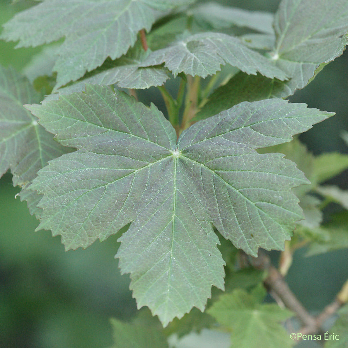 Érable sycomore - Acer pseudoplatanus