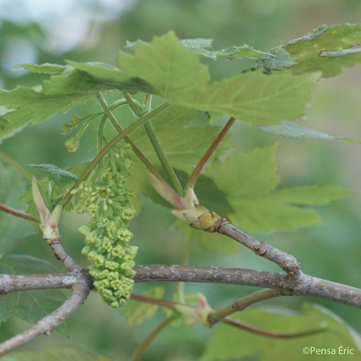 Érable sycomore - Acer pseudoplatanus