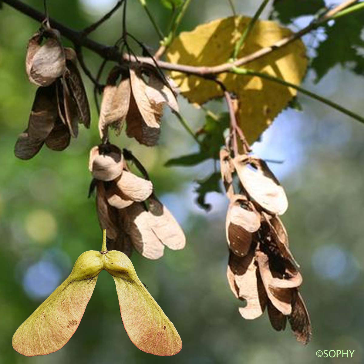 Érable sycomore - Acer pseudoplatanus