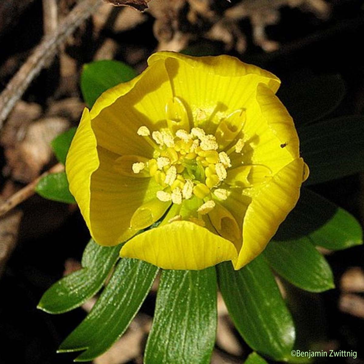 Éranthe d'hiver - Eranthis hyemalis