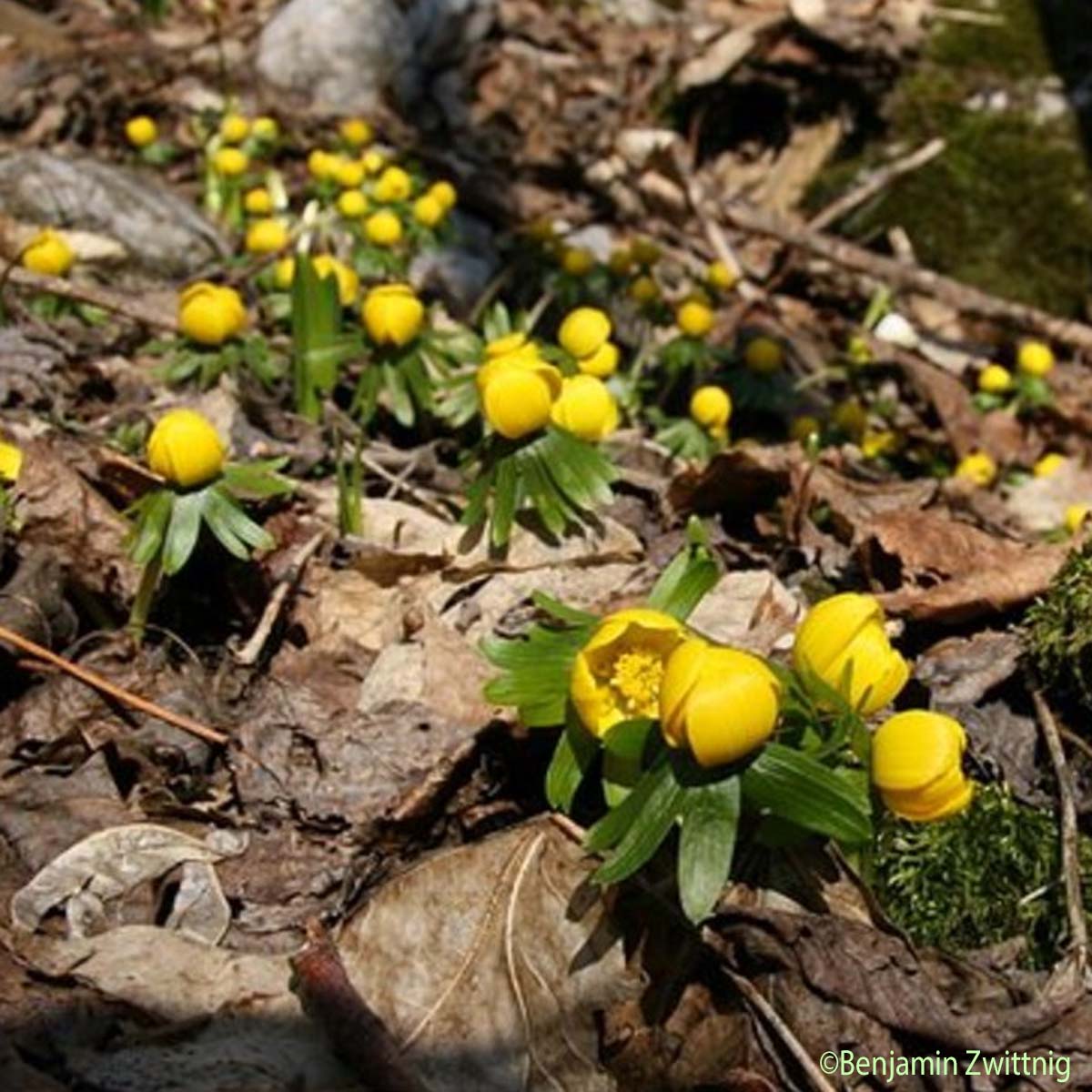 Éranthe d'hiver - Eranthis hyemalis